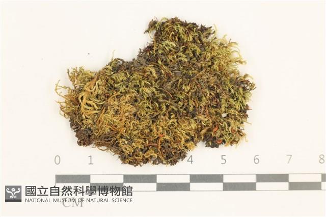 登錄號:B00017296藏品圖，第1張