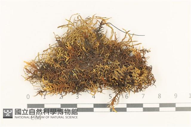 闊葉虫毛蘚藏品圖，第1張
