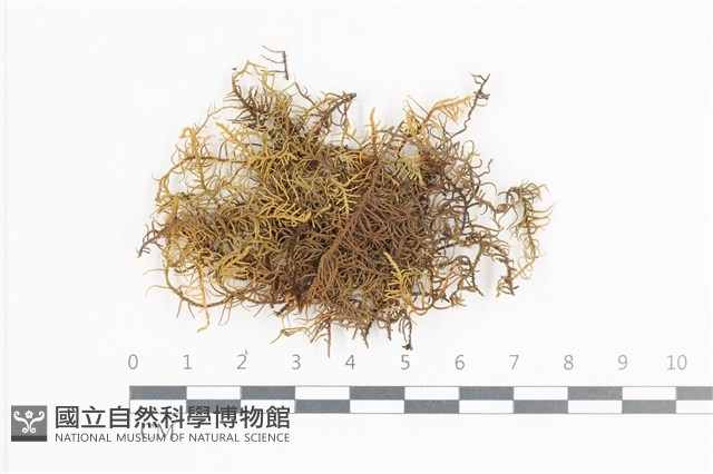 登錄號:B00015096藏品圖，第1張