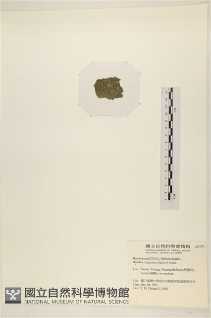 布氏藻藏品圖，第3張