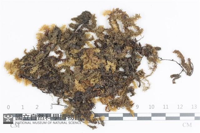 登錄號:B00008596藏品圖，第1張