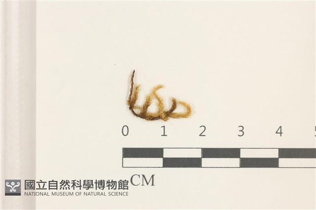 登錄號:B00009596藏品圖，第1張