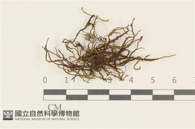 登錄號:B00014596藏品圖，第1張