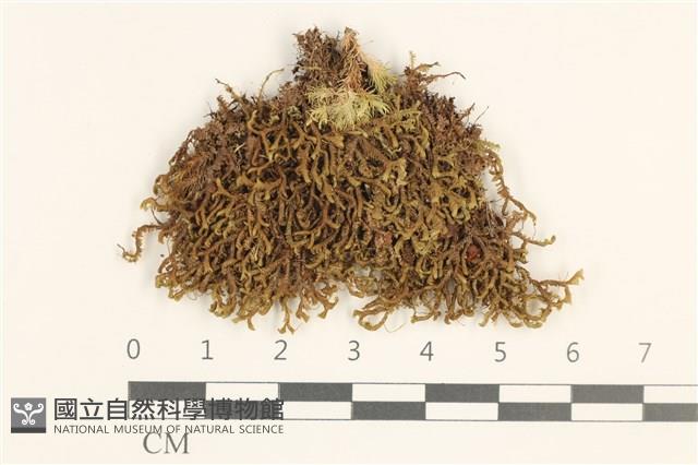 登錄號:B00020596藏品圖，第1張