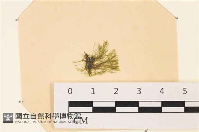 登錄號:A00003596藏品圖，第1張