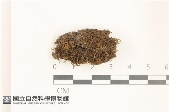 登錄號:B00019496藏品圖，第1張