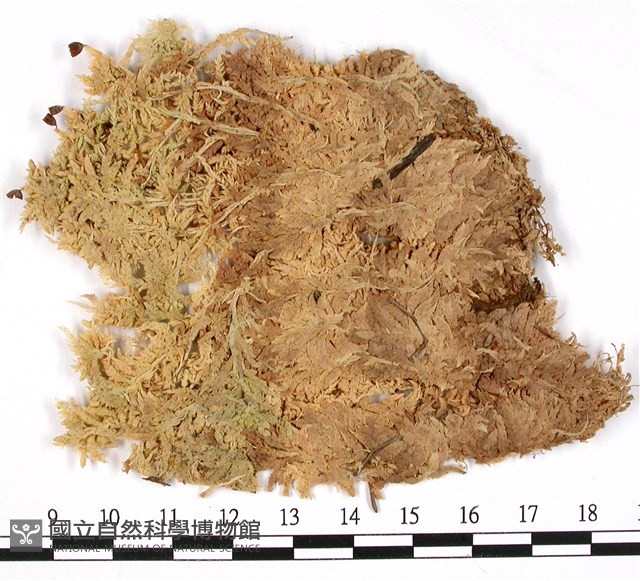 覆葉泥炭蘚, 毛壁泥炭蘚藏品圖，第1張