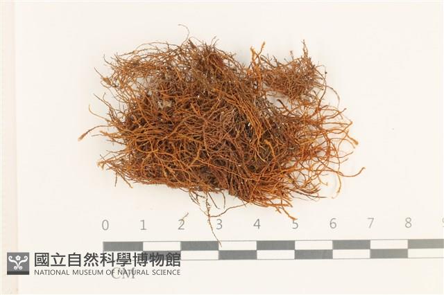 登錄號:B00000496藏品圖，第1張