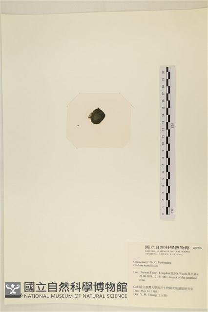 登錄號:A00004996藏品圖，第3張