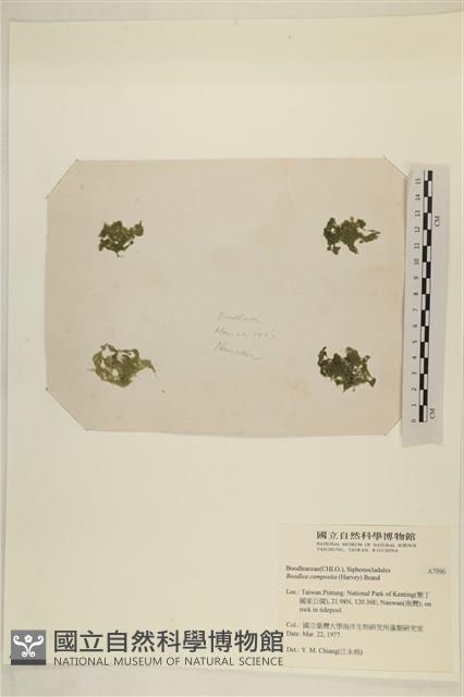 布氏藻藏品圖，第3張