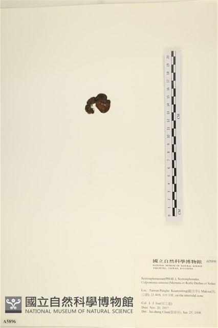 袋苔, 囊藻藏品圖，第3張