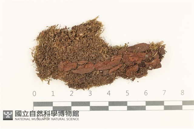 雙齒鞭苔藏品圖，第1張