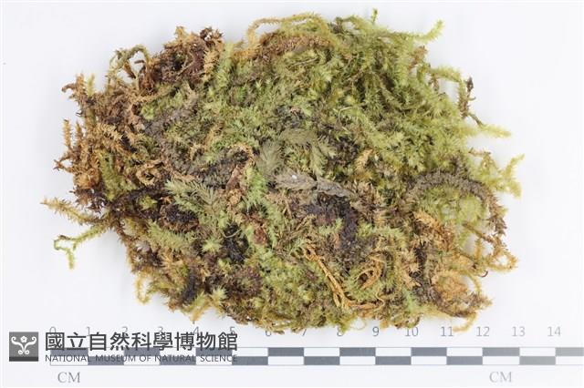 大灰氣蘚藏品圖，第1張