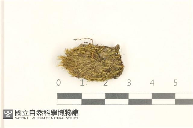 脆枝曲柄蘚藏品圖，第1張