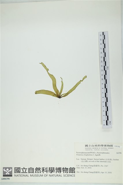 葉苔, 小海帶藏品圖，第3張