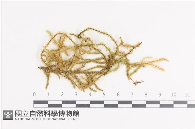 登錄號:B00011396藏品圖，第1張