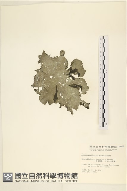 小網藻, 日本小網藻藏品圖，第1張