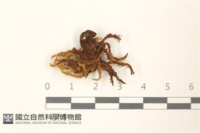 登錄號:B00013396藏品圖，第1張