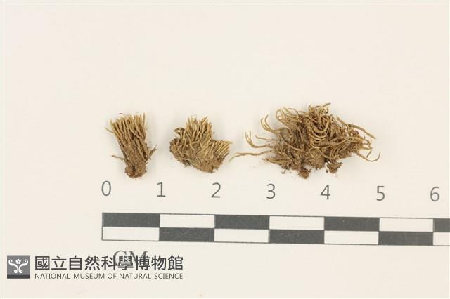 真蘚藏品圖，第1張