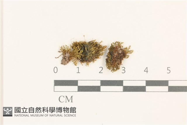登錄號:B00008796藏品圖，第1張