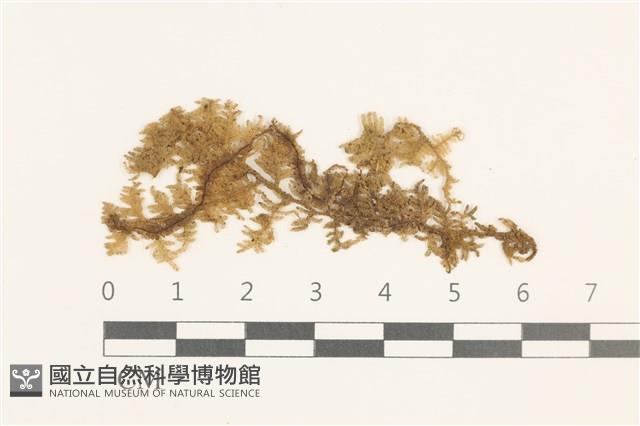 睫毛苔藏品圖，第1張