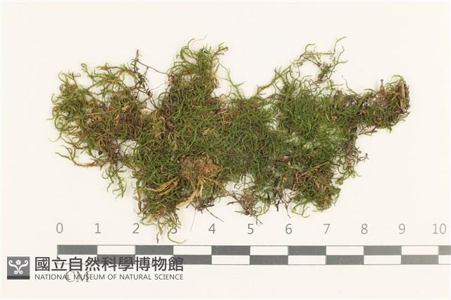 石地青蘚藏品圖，第1張