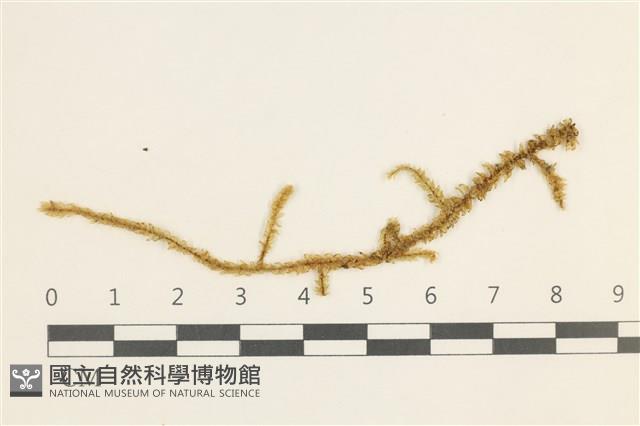 登錄號:B00004796藏品圖，第1張