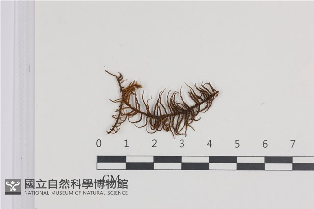 山羽蘚藏品圖，第1張