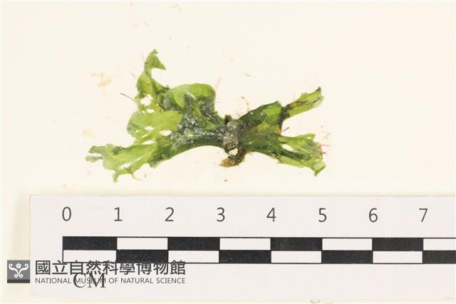 登錄號:A00005796藏品圖，第1張
