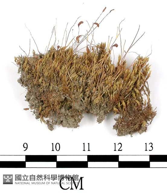 葫蘆蘚藏品圖，第1張