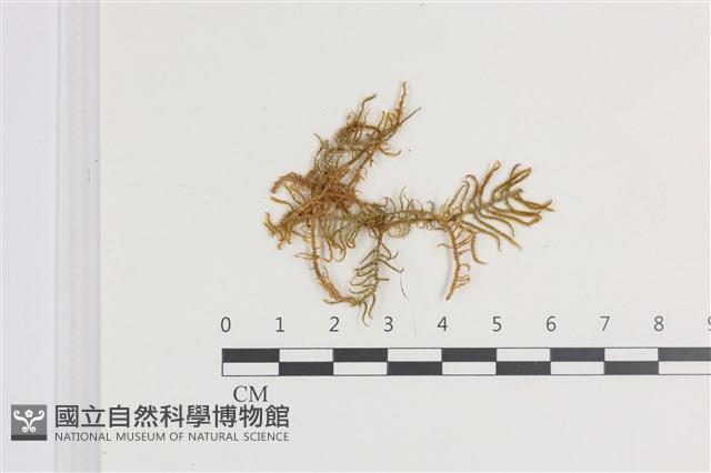 登錄號:B00018646藏品圖，第1張