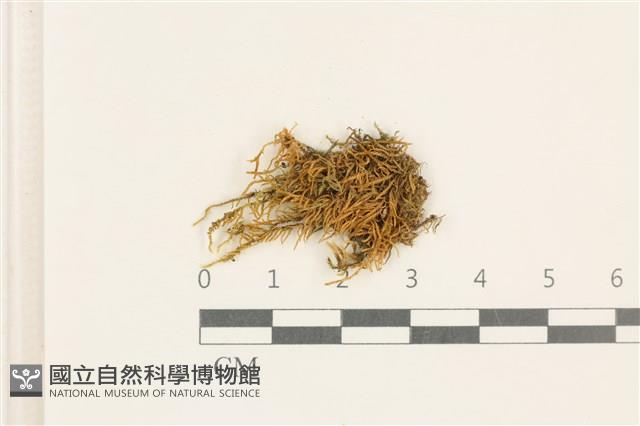 登錄號:B00017646藏品圖，第1張