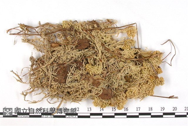 喙葉泥炭蘚藏品圖，第1張