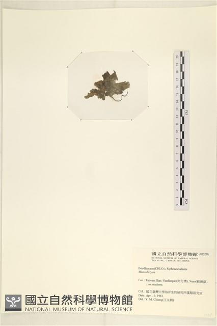 登錄號:A00006246藏品圖，第3張