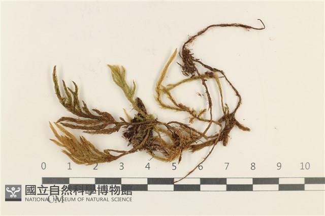 登錄號:B00005246藏品圖，第1張