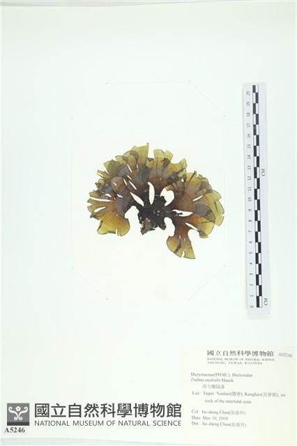 南方團扇藻藏品圖，第3張