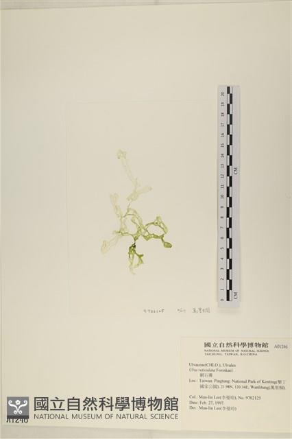 網石蓴藏品圖，第3張