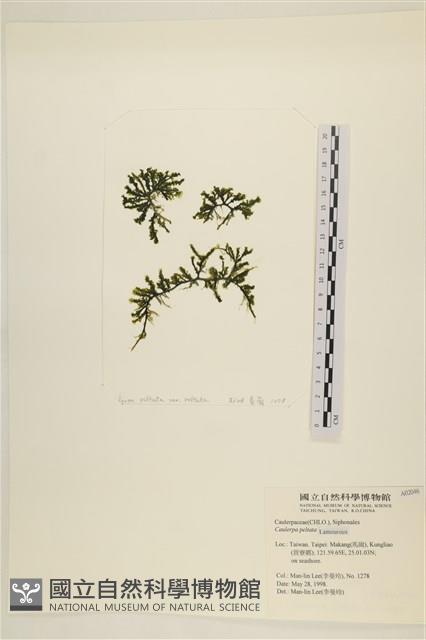 盾葉蕨藻藏品圖，第1張