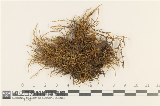 登錄號:B00008046藏品圖，第1張