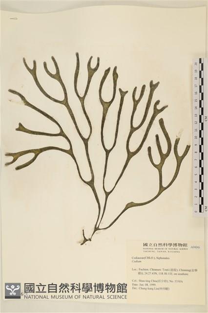 登錄號:A00004046藏品圖，第1張