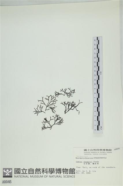 石牙藻, 石牙菜, 鐵釘菜藏品圖，第3張