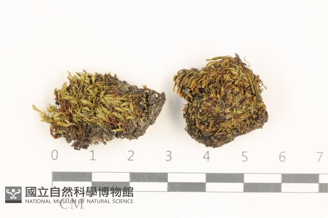 登錄號:B00015146藏品圖，第1張