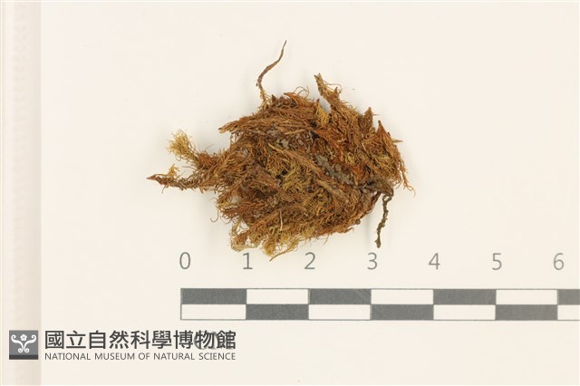直葉珠蘚藏品圖，第1張
