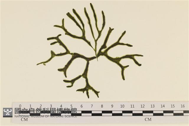 登錄號:A00006546藏品圖，第1張