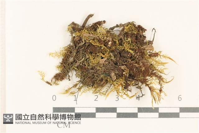 粗齒雉尾蘚藏品圖，第1張