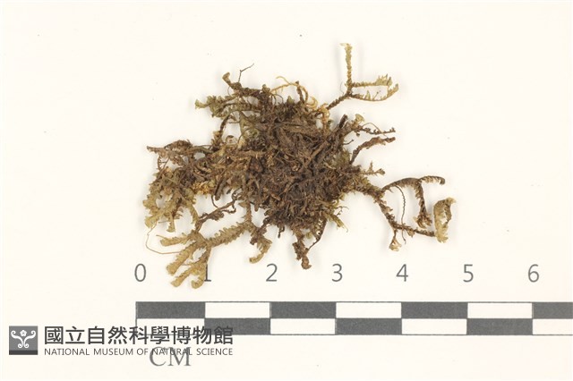 鞭苔,三裂鞭苔藏品圖，第1張