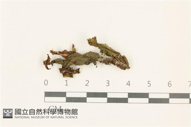 蛇苔藏品圖，第1張