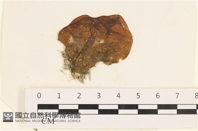 袋苔, 囊藻藏品圖，第1張