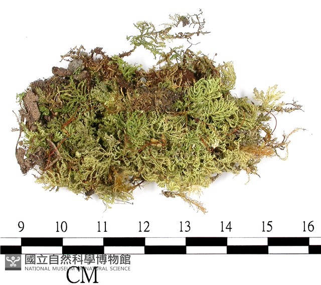 南亞孔雀蘚藏品圖，第1張