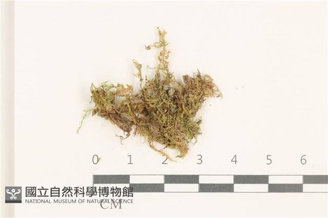 登錄號:B00014446藏品圖，第1張